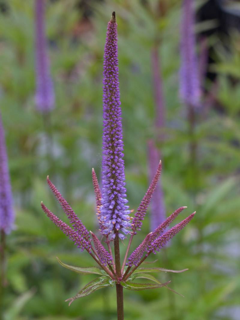 Przetacznikowiec syberyjski Veronicastrum sibiricum 'Red Arrows'