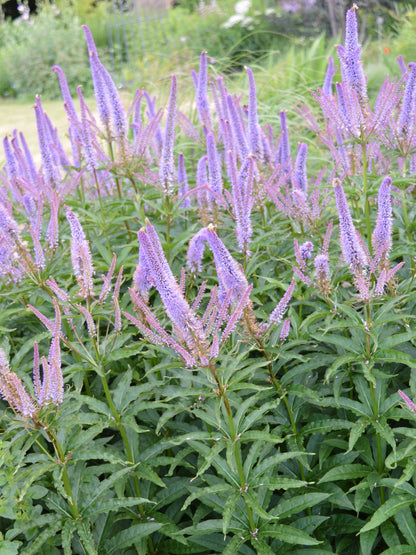 Przetacznikowiec syberyjski Veronicastrum sibiricum 'Red Arrows'