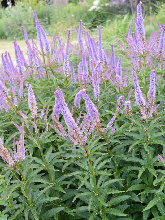 Przetacznikowiec syberyjski Veronicastrum sibiricum 'Red Arrows'