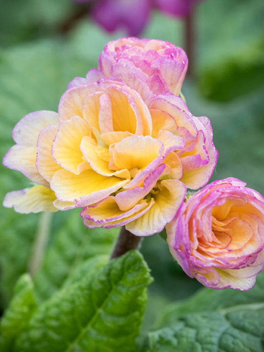 Pierwiosnek Primula polyanthus 'Pretty Polly Blushing Peach'