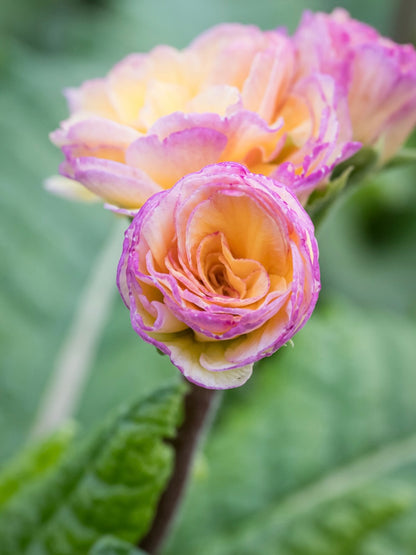 Pierwiosnek Primula polyanthus 'Pretty Polly Blushing Peach'