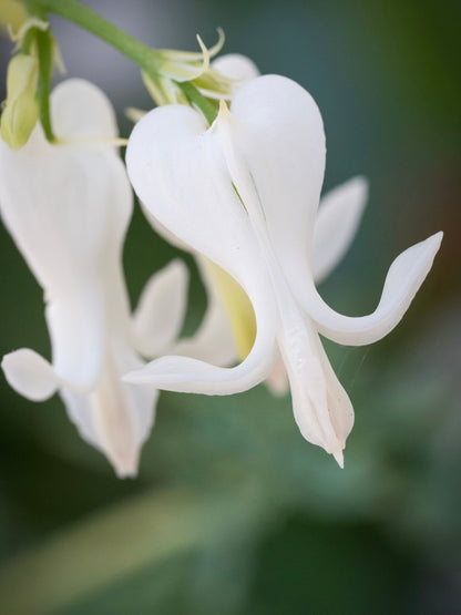 Serduszka osobliwa Dicentra peregrina 'Amore Titanium'