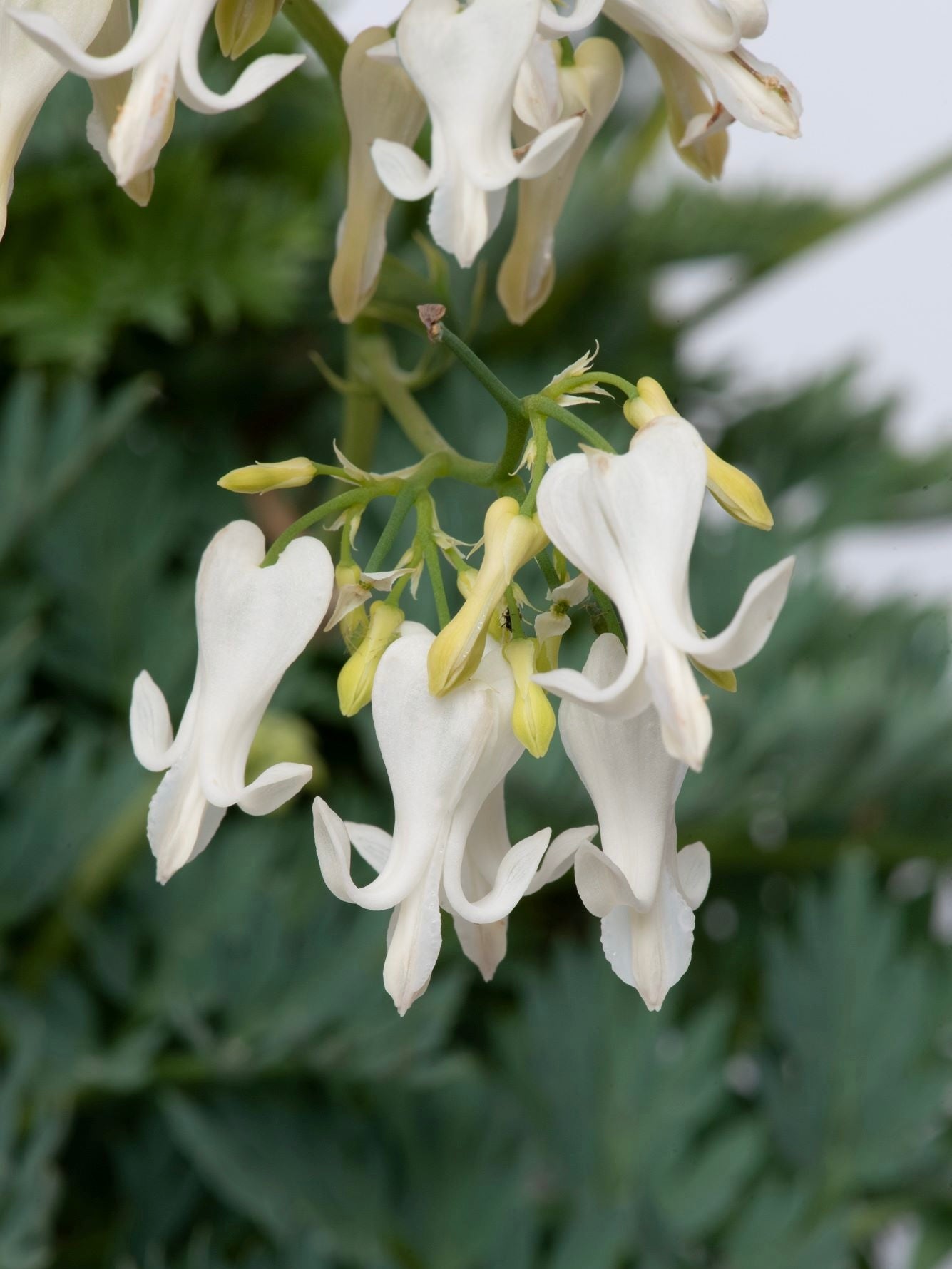 Serduszka osobliwa Dicentra peregrina 'Amore Titanium'