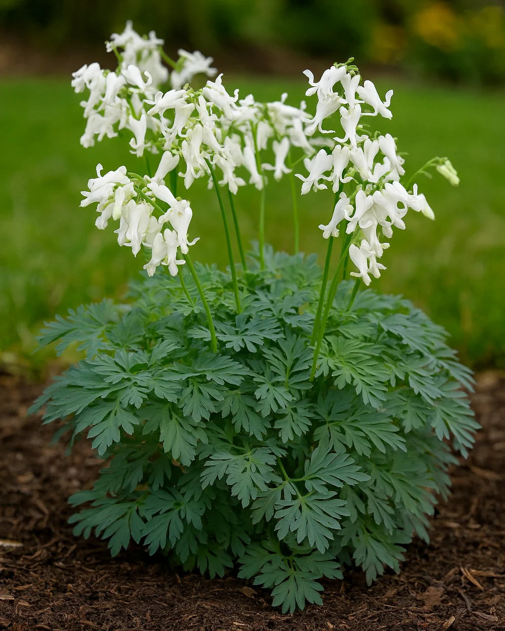 Serduszka osobliwa Dicentra peregrina 'Amore Titanium'