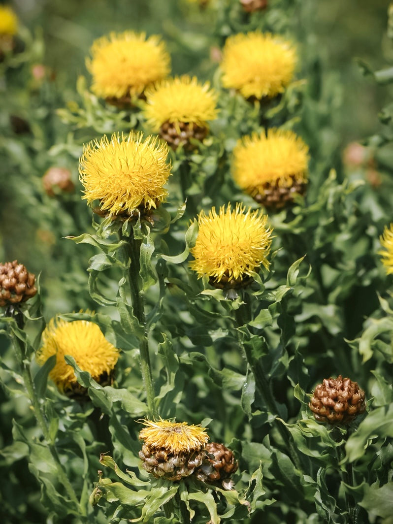Chaber wielogłówkowy Centaurea macrocephala 'Deep Yellow'