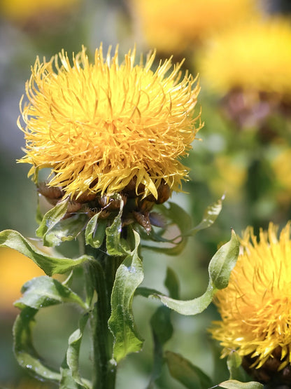 Chaber wielogłówkowy Centaurea macrocephala 'Deep Yellow'