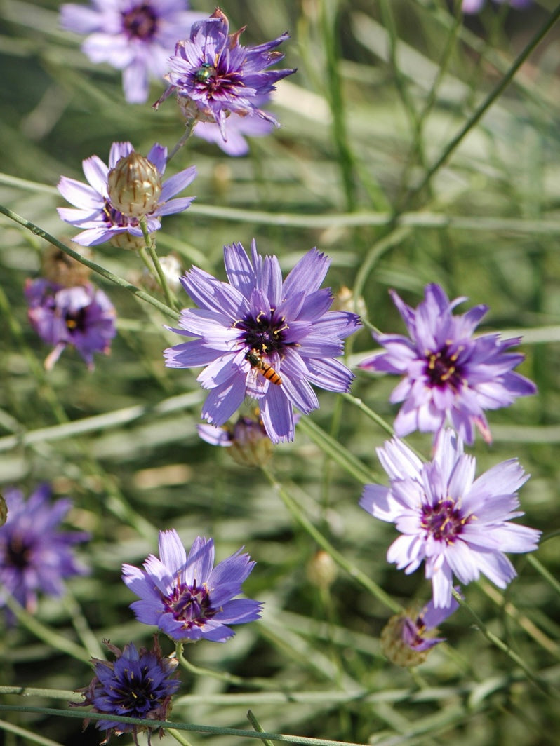 Kupidynek błękitny Catananche caerulea 'Blue'