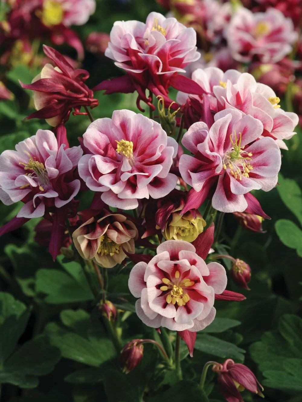 Orlik pospolity Aquilegia vulgaris 'Winky Double Red and White'