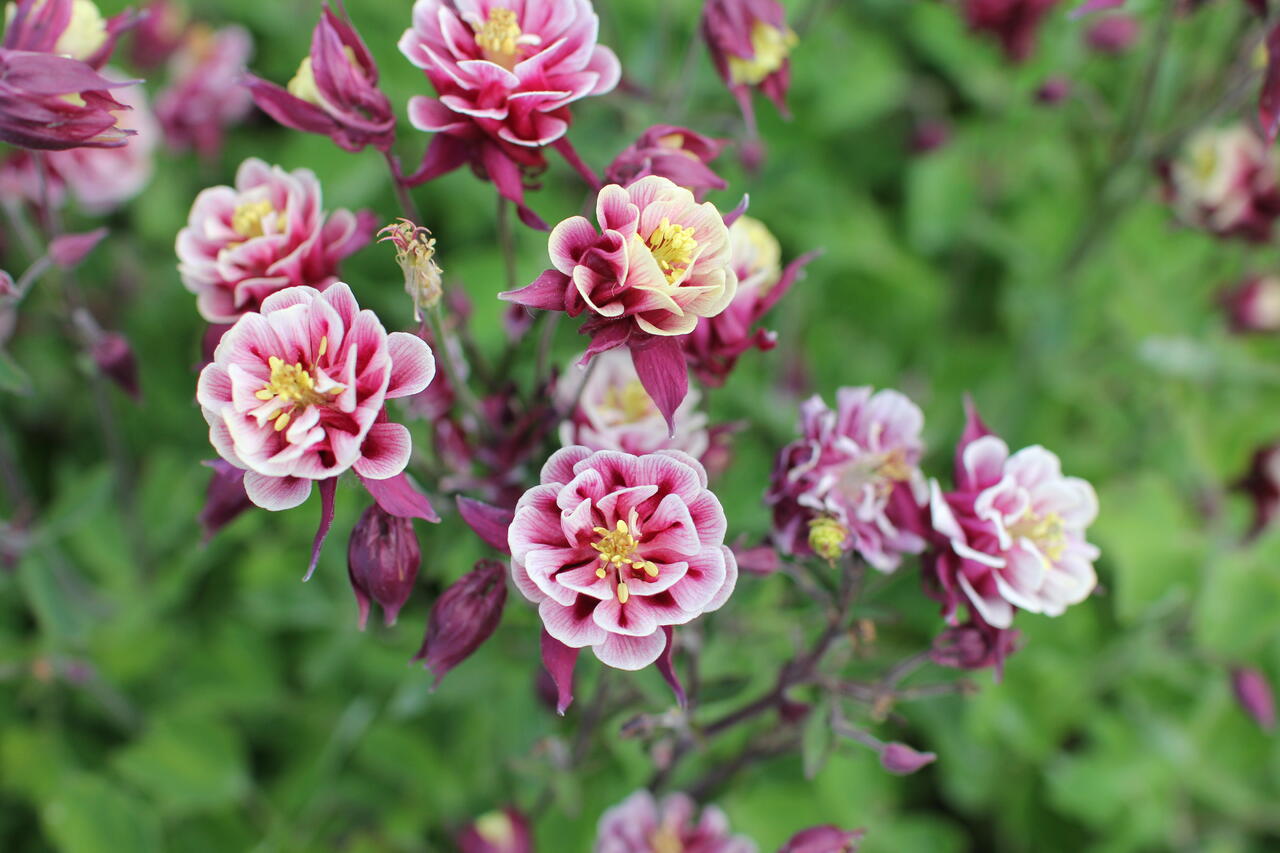 Orlik pospolity Aquilegia vulgaris 'Winky Double Red and White'