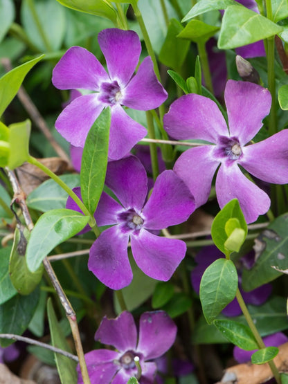 Barwinek pospolity Vinca minor 'Atropurpurea'