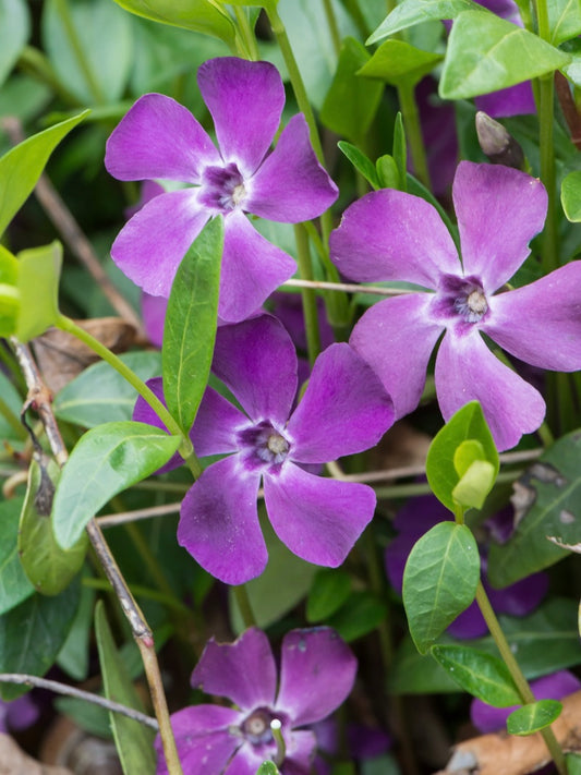 Barwinek pospolity Vinca minor 'Atropurpurea'