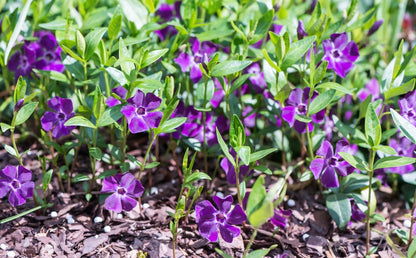 Barwinek pospolity Vinca minor 'Atropurpurea'