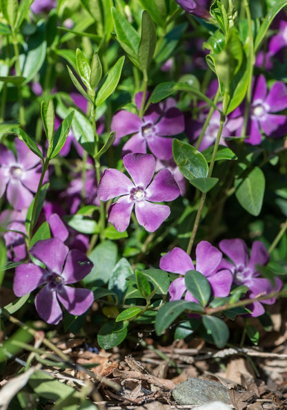 Barwinek pospolity Vinca minor 'Atropurpurea'