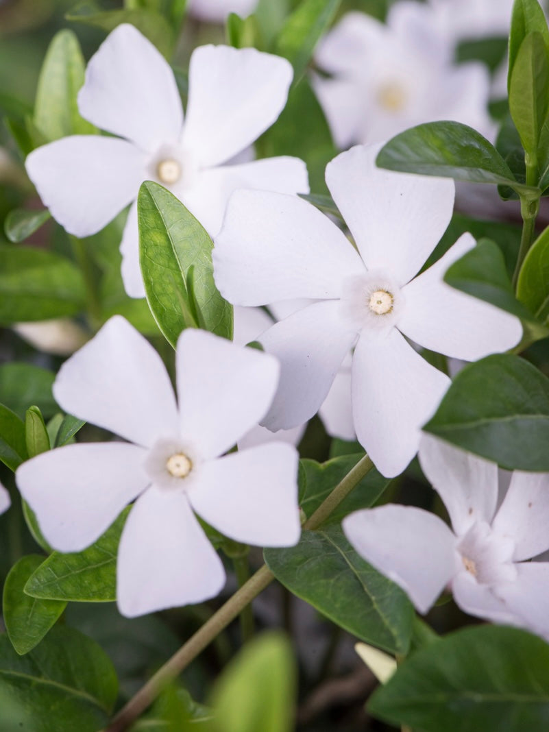 Barwinek pospolity Vinca minor 'Alba'
