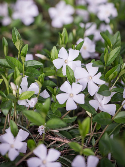 Barwinek pospolity Vinca minor 'Alba'
