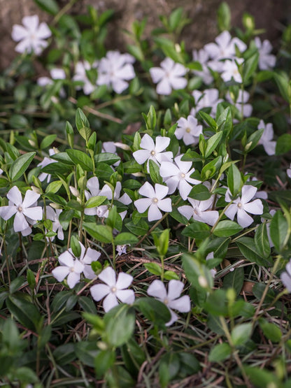 Barwinek pospolity Vinca minor 'Alba'