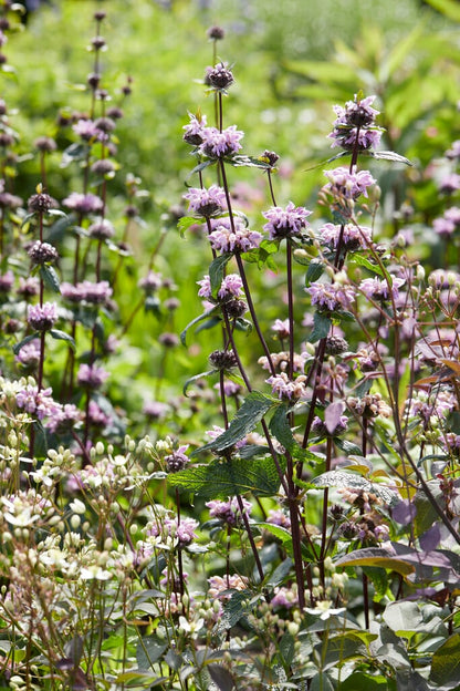 Żeleźniak bulwiasty Phlomis tuberosa 'Prima Donna'