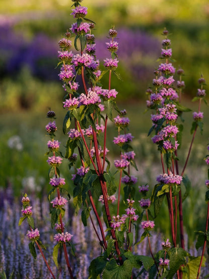 Żeleźniak bulwiasty Phlomis tuberosa 'Prima Donna'