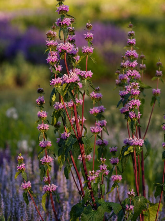 Żeleźniak bulwiasty Phlomis tuberosa 'Prima Donna'