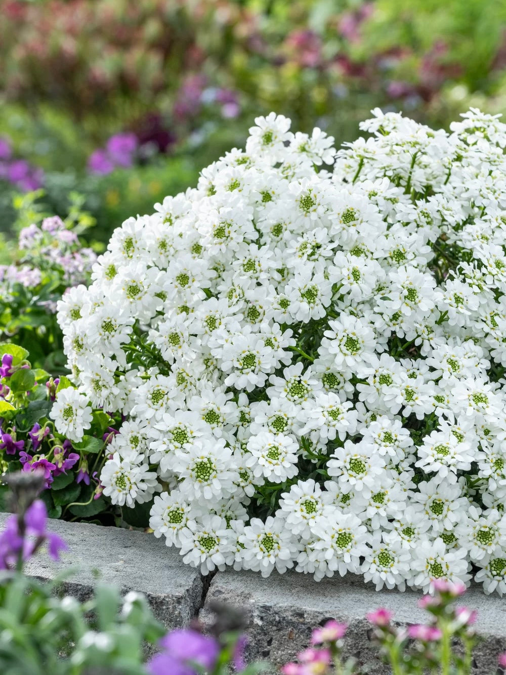 Ubiorek wieczniezielony Iberis sempervirens 'Snowpatrol'