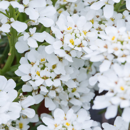 Ubiorek wieczniezielony Iberis sempervirens 'Snowpatrol'