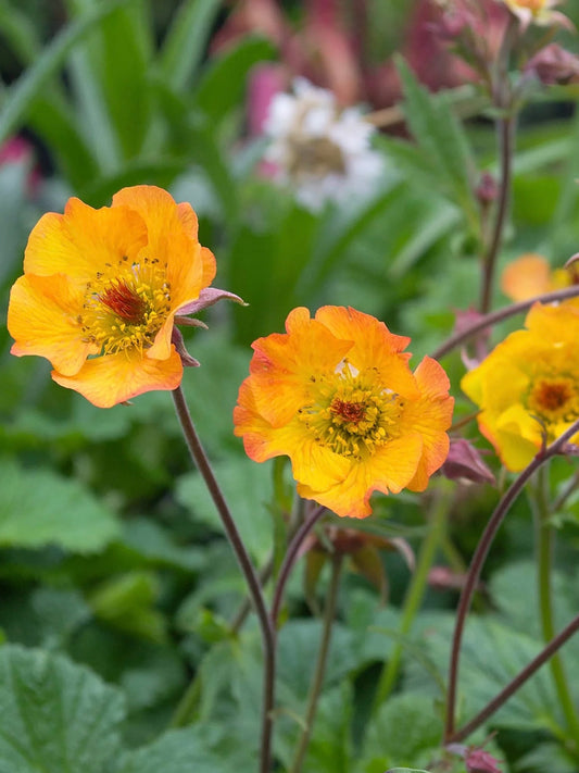 Kuklik Geum 'Mango Lassi'