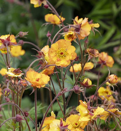 Kuklik Geum 'Mango Lassi'
