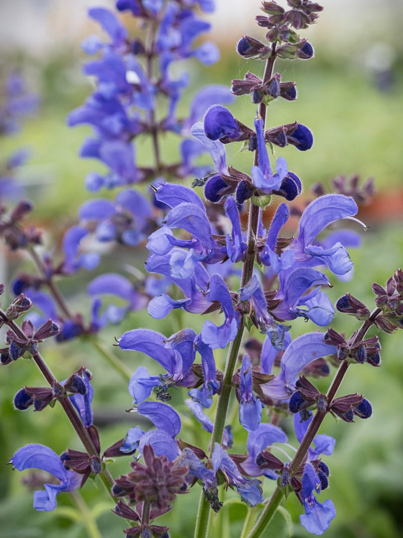 Szałwia łąkowa Salvia pratensis 'Big Sky'