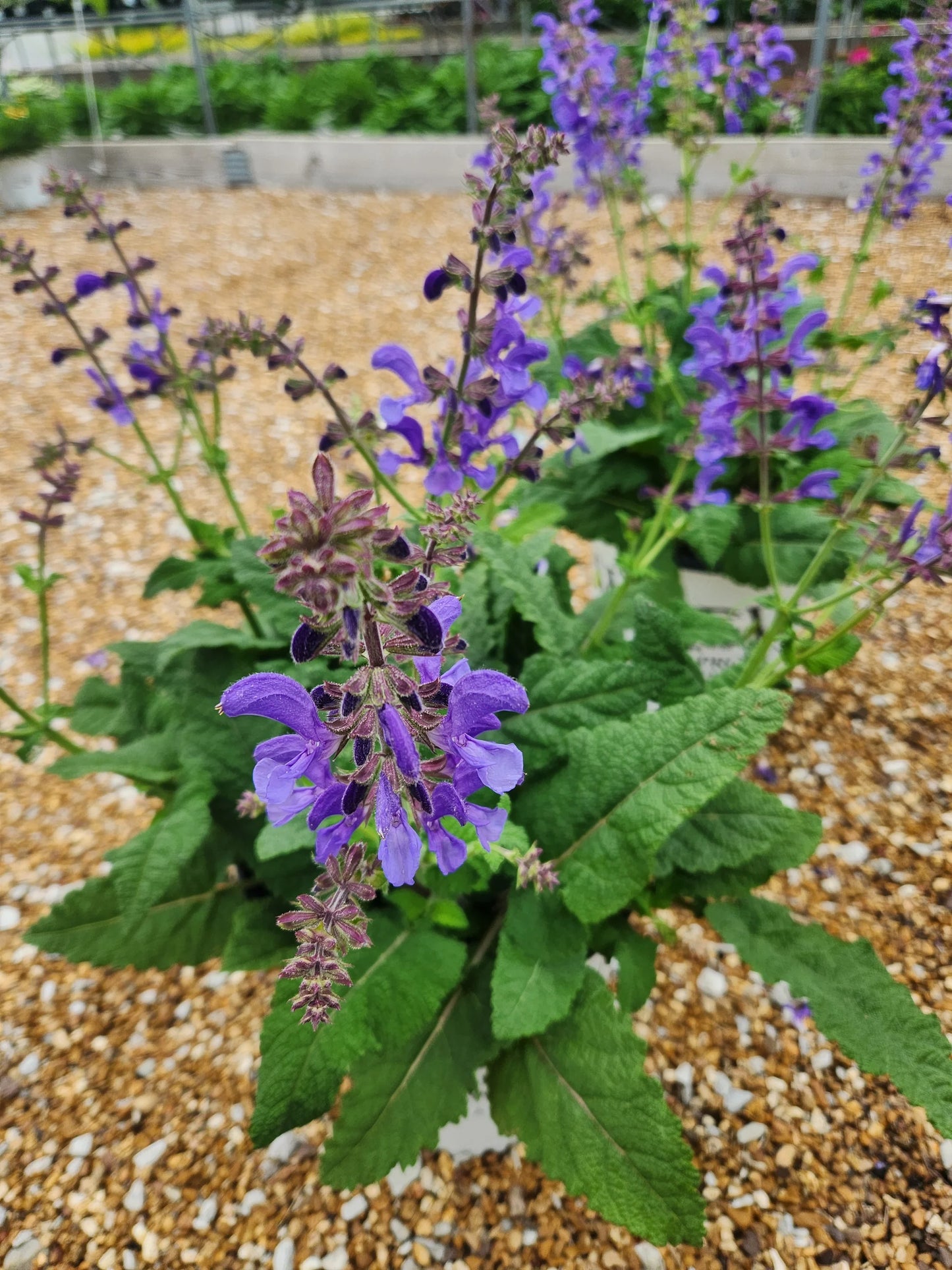 Szałwia łąkowa Salvia pratensis 'Big Sky'