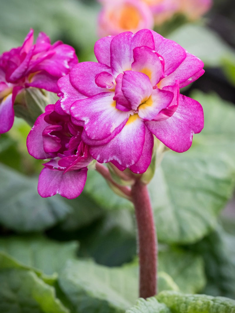 Pierwiosnek Primula polyanthus 'Pretty Polly Deep Lilac'