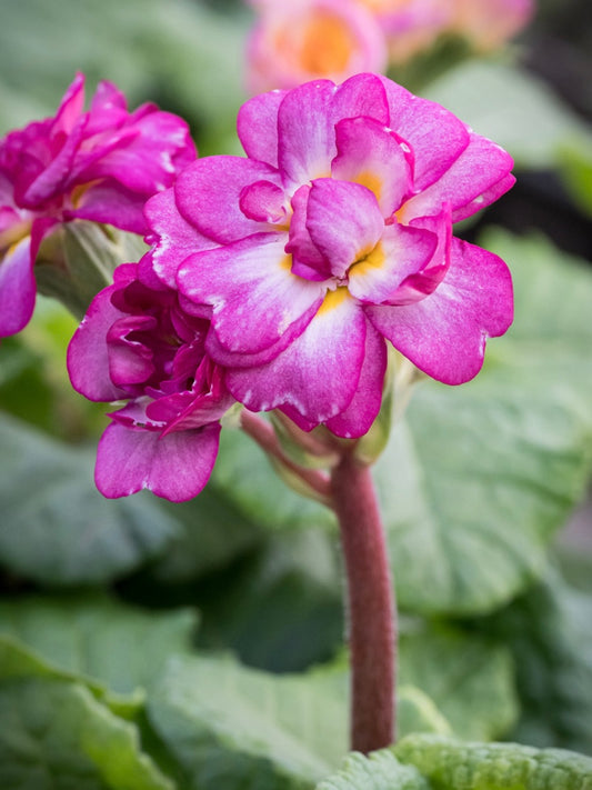 Pierwiosnek Primula polyanthus 'Pretty Polly Deep Lilac'