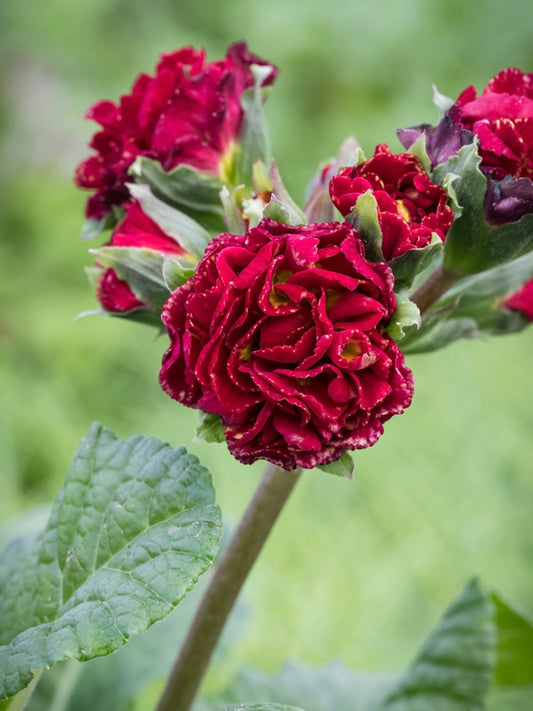 Pierwiosnek Primula polyanthus 'Pollyanna Touch of Gold'