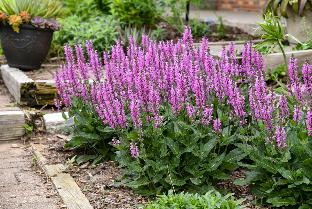 Szałwia łąkowa Salvia pratensis 'Color Spires Back to the Fuchsia'