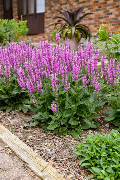 Szałwia łąkowa Salvia pratensis 'Color Spires Back to the Fuchsia'