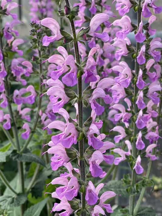 Szałwia łąkowa Salvia pratensis 'Color Spires Back to the Fuchsia'