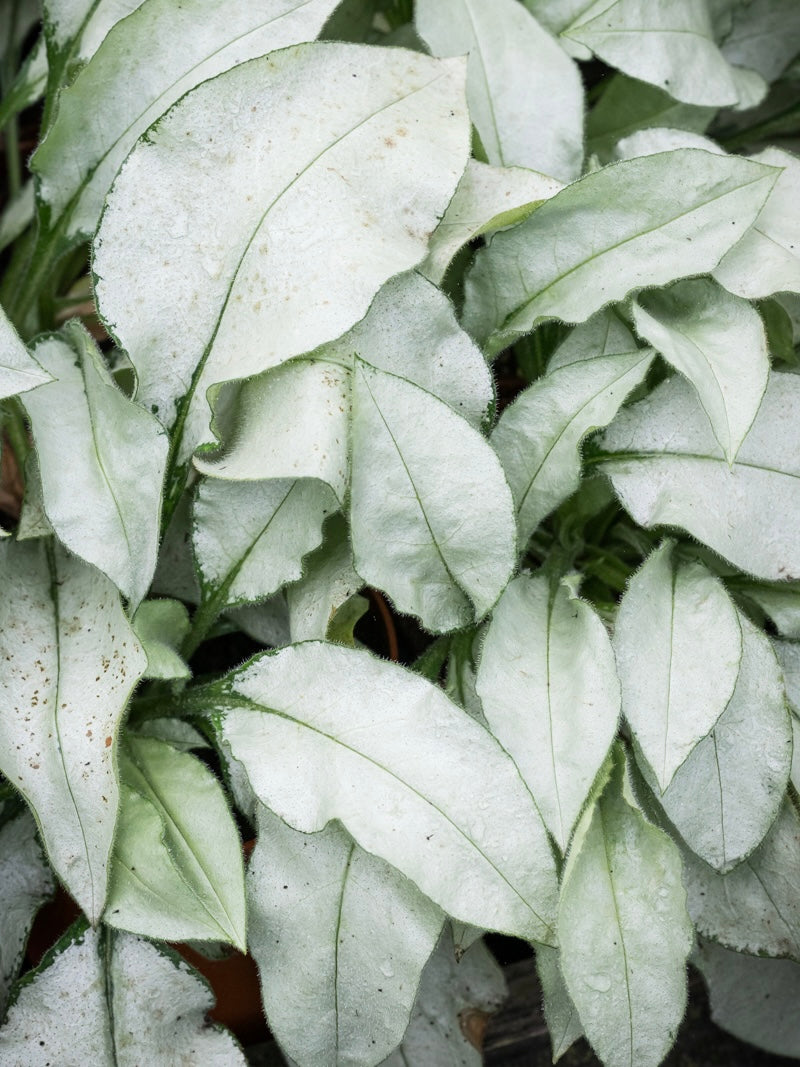 Miodunka Pulmonaria 'Majestee'