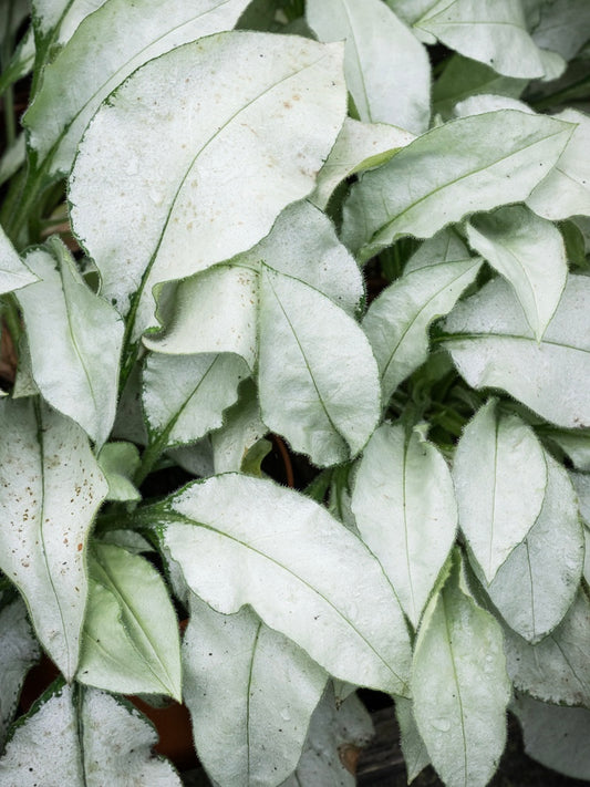 Miodunka Pulmonaria 'Majestee'