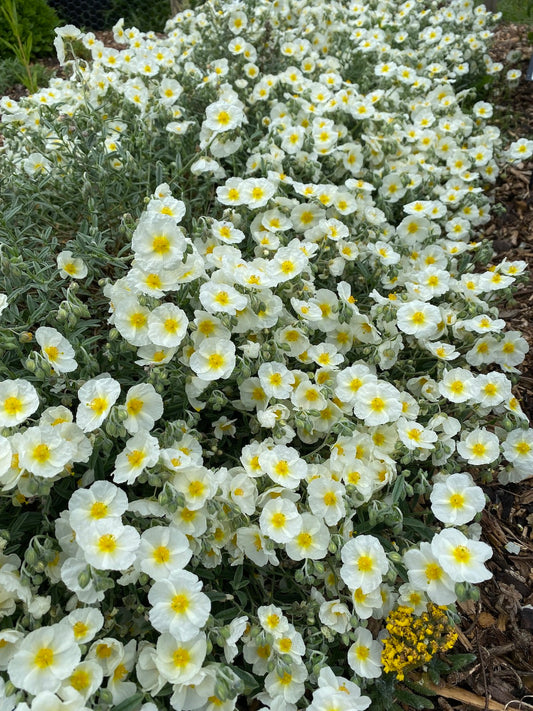 Posłonek rozesłany Helianthemum nummularium 'The Bride'