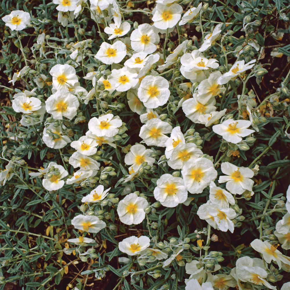 Posłonek rozesłany Helianthemum nummularium 'The Bride'