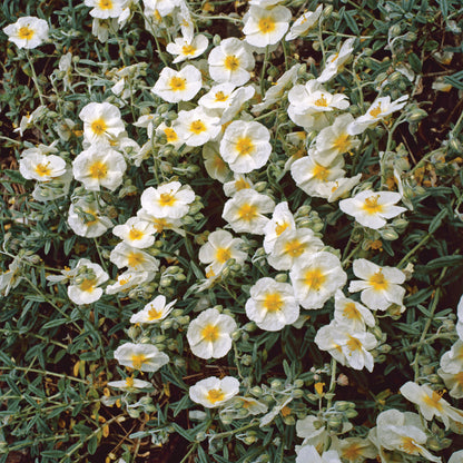 Posłonek rozesłany Helianthemum nummularium 'The Bride'
