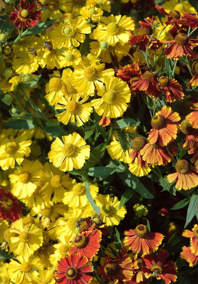 Dzielżan jesienny Helenium autumnale 'Helena Gold'