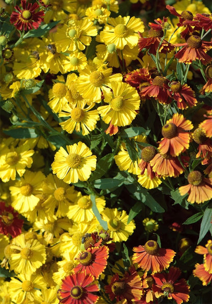 Dzielżan jesienny Helenium autumnale 'Helena Gold'