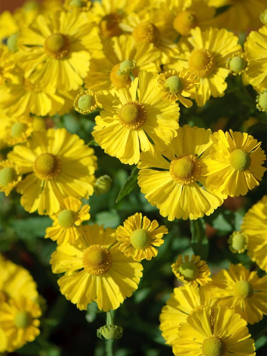 Dzielżan jesienny Helenium autumnale 'Helena Gold'