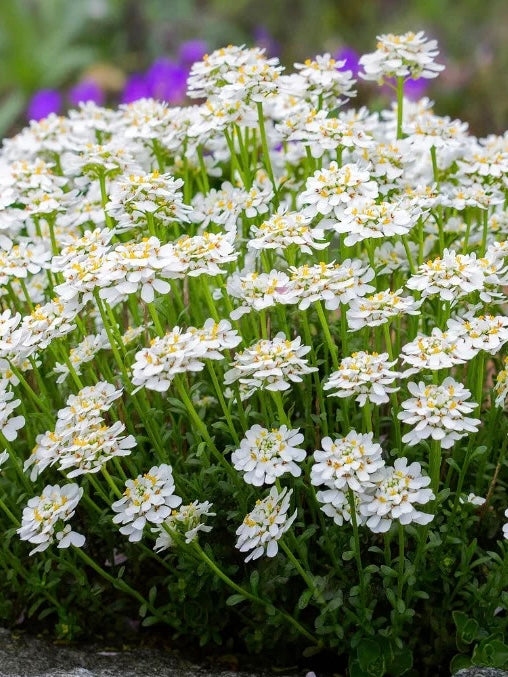 Ubiorek wieczniezielony Iberis sempervirens 'Snowdrift'