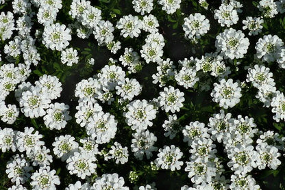 Ubiorek wieczniezielony Iberis sempervirens 'Snowdrift'