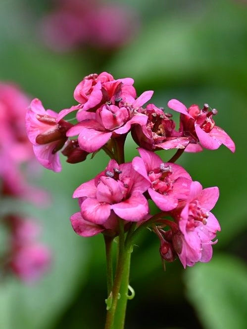 Bergenia 'Vintage Pink'