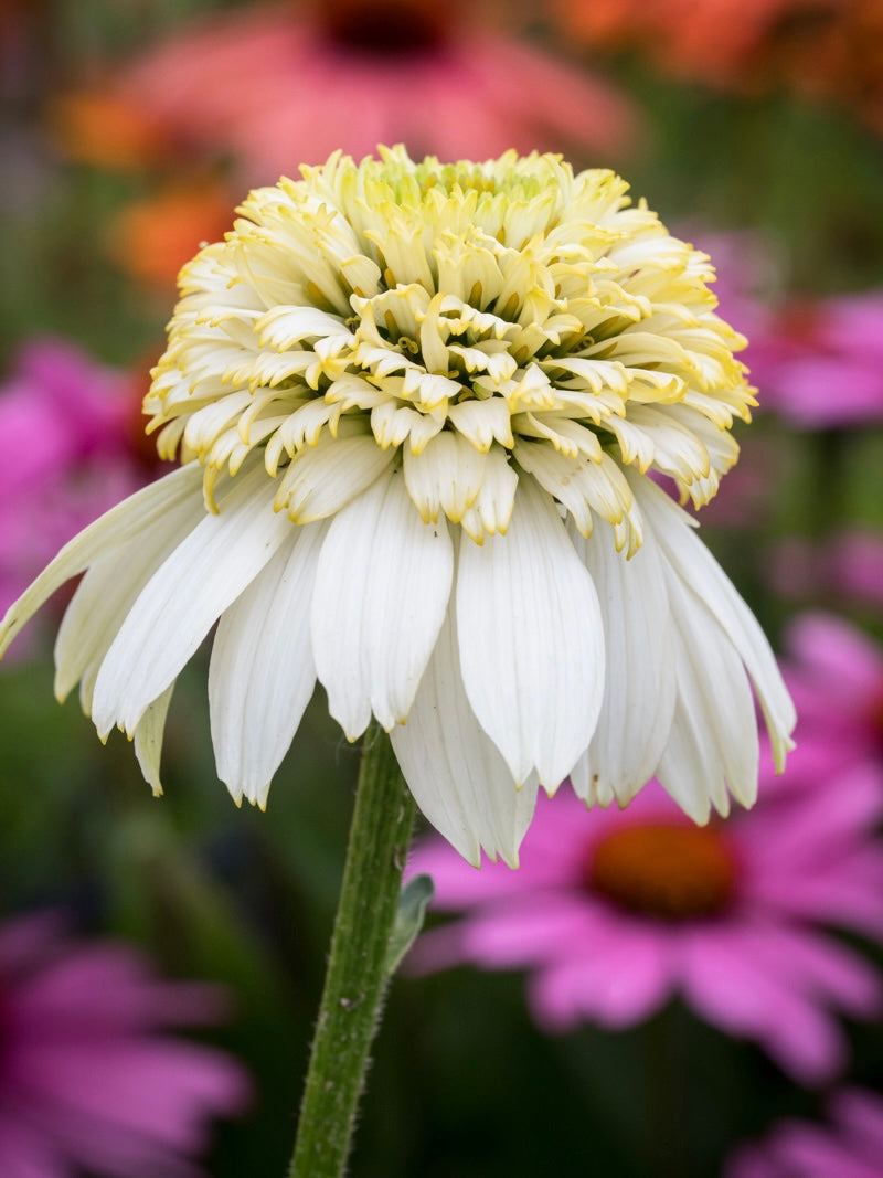 Jeżówka Echinacea 'Cara Mia Sands'