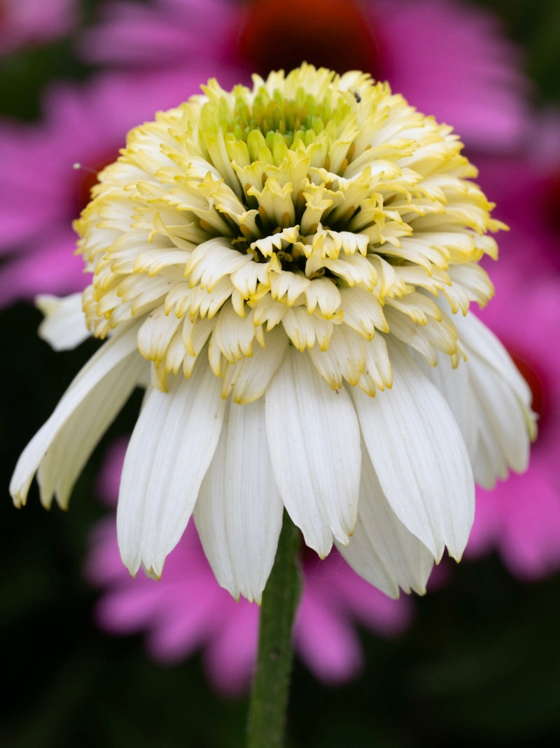 Jeżówka Echinacea 'Cara Mia Sands'