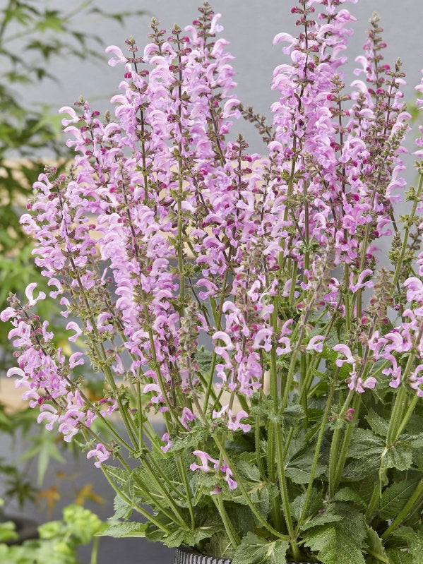 Szałwia łąkowa Salvia pratensis 'Fashionista Moulin Rouge'