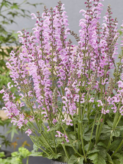 Szałwia łąkowa Salvia pratensis 'Fashionista Moulin Rouge'